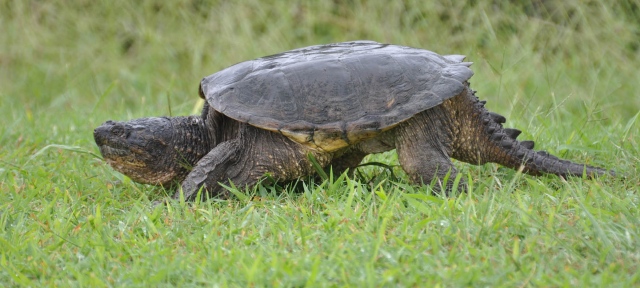 Common Snapping Turtle, Kura-Kura Agresif Mirip Godzilla, Berani Kamu Pelihara